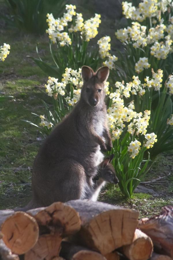 The Great House Bnb Buckland Esterno foto